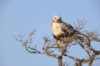 Japonya 'nın Hokkaido kentindeki kaba bacaklı şahin (Buteo lagopus menzbieri) ya da kaba bacaklı şahin (Avrupa).