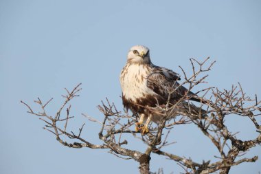 Japonya 'nın Hokkaido kentindeki kaba bacaklı şahin (Buteo lagopus menzbieri) ya da kaba bacaklı şahin (Avrupa).