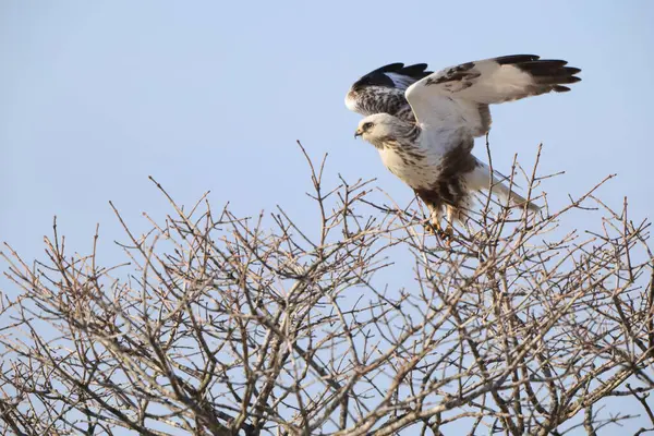Japonya 'nın Hokkaido kentindeki kaba bacaklı şahin (Buteo lagopus menzbieri) ya da kaba bacaklı şahin (Avrupa).