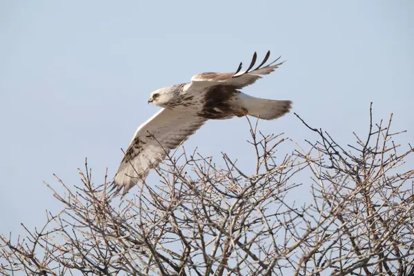 Japonya 'nın Hokkaido kentindeki kaba bacaklı şahin (Buteo lagopus menzbieri) ya da kaba bacaklı şahin (Avrupa).