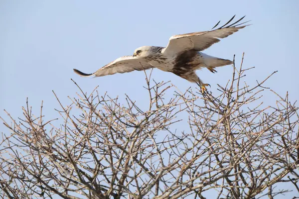 Japonya 'nın Hokkaido kentindeki kaba bacaklı şahin (Buteo lagopus menzbieri) ya da kaba bacaklı şahin (Avrupa).