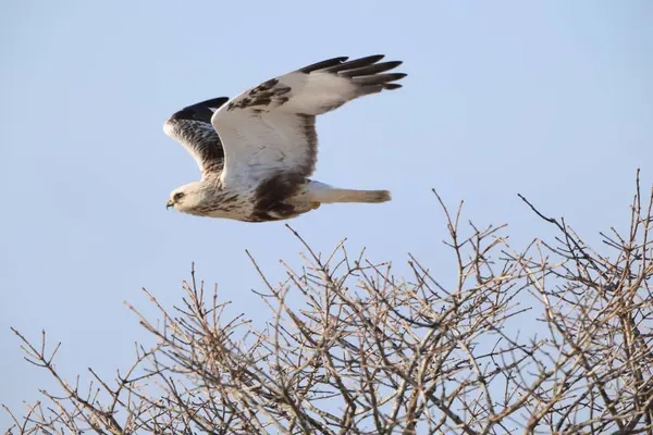 Japonya 'nın Hokkaido kentindeki kaba bacaklı şahin (Buteo lagopus menzbieri) ya da kaba bacaklı şahin (Avrupa).