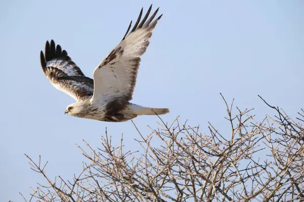 Japonya 'nın Hokkaido kentindeki kaba bacaklı şahin (Buteo lagopus menzbieri) ya da kaba bacaklı şahin (Avrupa).