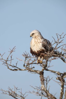 Japonya 'nın Hokkaido kentindeki kaba bacaklı şahin (Buteo lagopus menzbieri) ya da kaba bacaklı şahin (Avrupa).