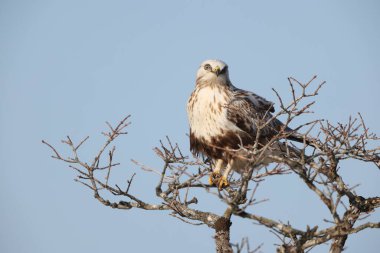 Japonya 'nın Hokkaido kentindeki kaba bacaklı şahin (Buteo lagopus menzbieri) ya da kaba bacaklı şahin (Avrupa).