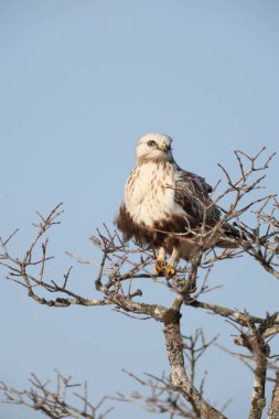 Japonya 'nın Hokkaido kentindeki kaba bacaklı şahin (Buteo lagopus menzbieri) ya da kaba bacaklı şahin (Avrupa).