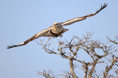 Japonya 'nın Hokkaido kentindeki kaba bacaklı şahin (Buteo lagopus menzbieri) ya da kaba bacaklı şahin (Avrupa).