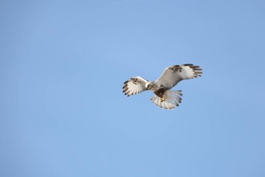 Japonya 'nın Hokkaido kentindeki kaba bacaklı şahin (Buteo lagopus menzbieri) ya da kaba bacaklı şahin (Avrupa).