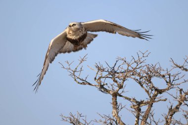 Japonya 'nın Hokkaido kentindeki kaba bacaklı şahin (Buteo lagopus menzbieri) ya da kaba bacaklı şahin (Avrupa).