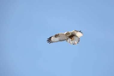 Japonya 'nın Hokkaido kentindeki kaba bacaklı şahin (Buteo lagopus menzbieri) ya da kaba bacaklı şahin (Avrupa).