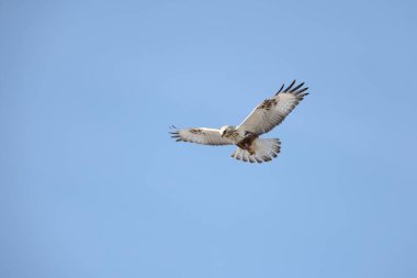 Japonya 'nın Hokkaido kentindeki kaba bacaklı şahin (Buteo lagopus menzbieri) ya da kaba bacaklı şahin (Avrupa).