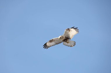 Japonya 'nın Hokkaido kentindeki kaba bacaklı şahin (Buteo lagopus menzbieri) ya da kaba bacaklı şahin (Avrupa).