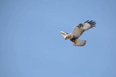 Japonya 'nın Hokkaido kentindeki kaba bacaklı şahin (Buteo lagopus menzbieri) ya da kaba bacaklı şahin (Avrupa).