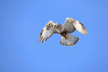 Japonya 'nın Hokkaido kentindeki kaba bacaklı şahin (Buteo lagopus menzbieri) ya da kaba bacaklı şahin (Avrupa).