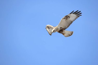 Japonya 'nın Hokkaido kentindeki kaba bacaklı şahin (Buteo lagopus menzbieri) ya da kaba bacaklı şahin (Avrupa).