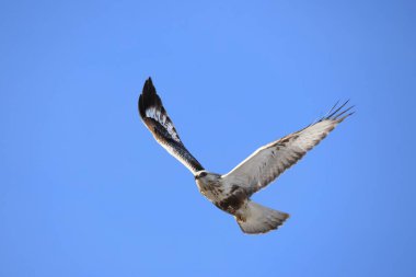 Japonya 'nın Hokkaido kentindeki kaba bacaklı şahin (Buteo lagopus menzbieri) ya da kaba bacaklı şahin (Avrupa).