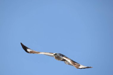 Japonya 'nın Hokkaido kentindeki kaba bacaklı şahin (Buteo lagopus menzbieri) ya da kaba bacaklı şahin (Avrupa).