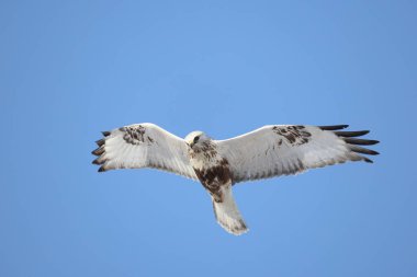 Japonya 'nın Hokkaido kentindeki kaba bacaklı şahin (Buteo lagopus menzbieri) ya da kaba bacaklı şahin (Avrupa).