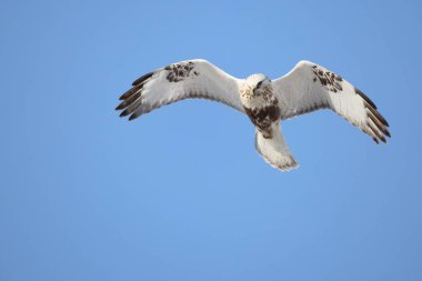 Japonya 'nın Hokkaido kentindeki kaba bacaklı şahin (Buteo lagopus menzbieri) ya da kaba bacaklı şahin (Avrupa).