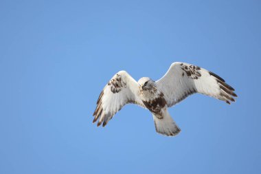 Japonya 'nın Hokkaido kentindeki kaba bacaklı şahin (Buteo lagopus menzbieri) ya da kaba bacaklı şahin (Avrupa).