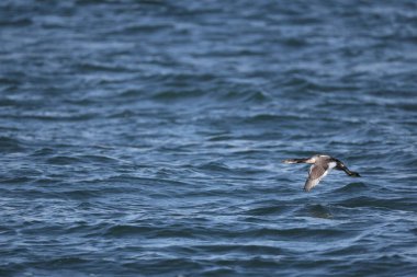 Kırmızı boyunlu yunus (