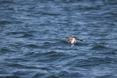 Kırmızı boyunlu yunus (