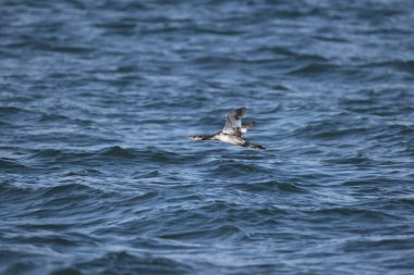 Kırmızı boyunlu yunus (