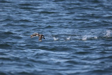 Kırmızı boyunlu yunus (