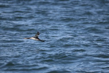 Kırmızı boyunlu yunus (