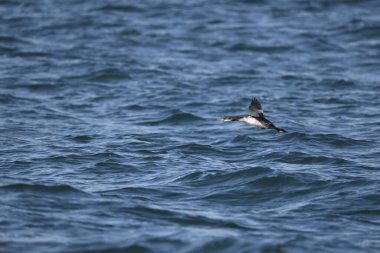 Kırmızı boyunlu yunus (