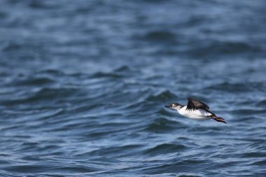 Gözlüklü gulyabani (