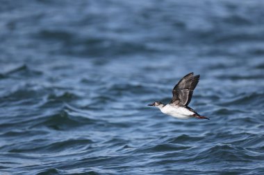 Gözlüklü gulyabani (