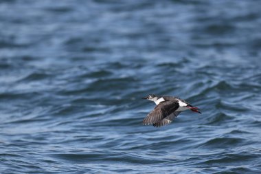 Gözlüklü gulyabani (