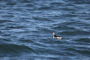 Gözlüklü gulyabani (