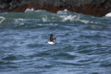 Gözlüklü gulyabani (