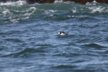 Gözlüklü gulyabani (