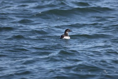 Gözlüklü gulyabani (