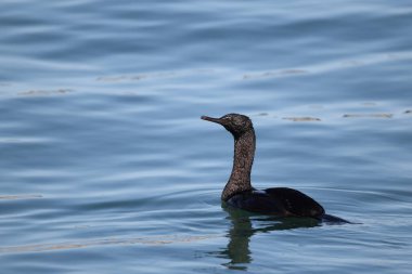 Pelajik karabatak (Urile pelagicus pelagicus), aynı zamanda Baird 'in karabatağı veya menekşe yeşili karabatağı olarak da bilinir. Bu fotoğraf Japonya, Hokkaido 'da çekildi.. 