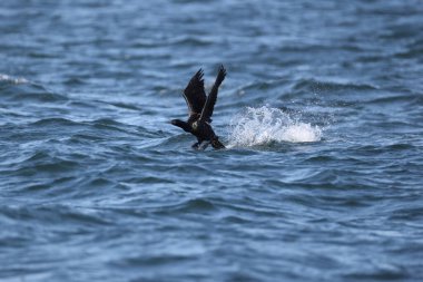 Pelajik karabatak (Urile pelagicus pelagicus), aynı zamanda Baird 'in karabatağı veya menekşe yeşili karabatağı olarak da bilinir. Bu fotoğraf Japonya, Hokkaido 'da çekildi.. 