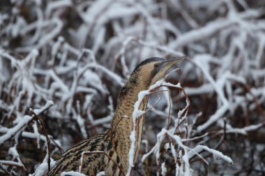 Botaurus stellaris stellaris (Botaurus stellaris stellaris), balıkçılgiller (Ardeidae) familyasından bir kuş türü. Bu fotoğraf Japonya 'da çekildi..
