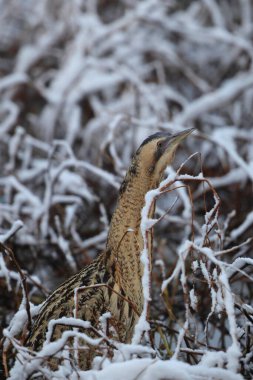 Botaurus stellaris stellaris (Botaurus stellaris stellaris), balıkçılgiller (Ardeidae) familyasından bir kuş türü. Bu fotoğraf Japonya 'da çekildi..