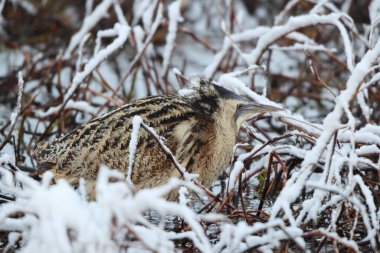 Botaurus stellaris stellaris (Botaurus stellaris stellaris), balıkçılgiller (Ardeidae) familyasından bir kuş türü. Bu fotoğraf Japonya 'da çekildi..