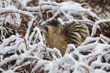 Botaurus stellaris stellaris (Botaurus stellaris stellaris), balıkçılgiller (Ardeidae) familyasından bir kuş türü. Bu fotoğraf Japonya 'da çekildi..