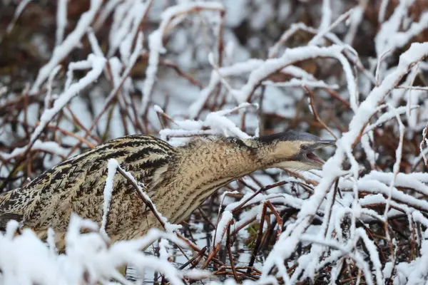 Botaurus stellaris stellaris (Botaurus stellaris stellaris), balıkçılgiller (Ardeidae) familyasından bir kuş türü. Bu fotoğraf Japonya 'da çekildi..