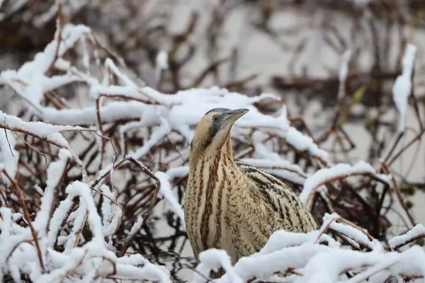 Botaurus stellaris stellaris (Botaurus stellaris stellaris), balıkçılgiller (Ardeidae) familyasından bir kuş türü. Bu fotoğraf Japonya 'da çekildi..