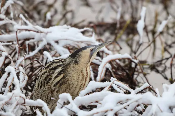 Botaurus stellaris stellaris (Botaurus stellaris stellaris), balıkçılgiller (Ardeidae) familyasından bir kuş türü. Bu fotoğraf Japonya 'da çekildi..