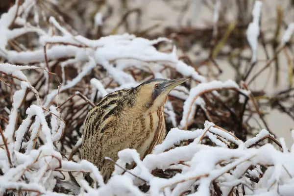 Botaurus stellaris stellaris (Botaurus stellaris stellaris), balıkçılgiller (Ardeidae) familyasından bir kuş türü. Bu fotoğraf Japonya 'da çekildi..