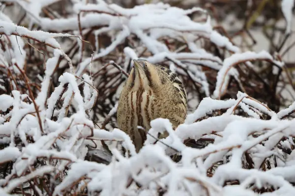 Botaurus stellaris stellaris (Botaurus stellaris stellaris), balıkçılgiller (Ardeidae) familyasından bir kuş türü. Bu fotoğraf Japonya 'da çekildi..