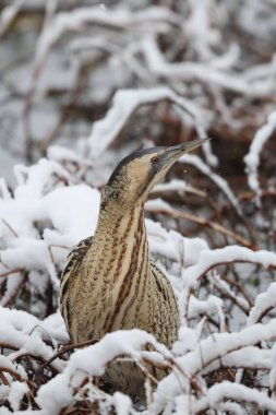 Botaurus stellaris stellaris (Botaurus stellaris stellaris), balıkçılgiller (Ardeidae) familyasından bir kuş türü. Bu fotoğraf Japonya 'da çekildi..