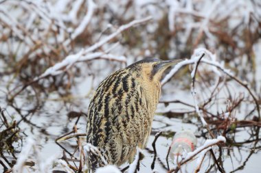 Botaurus stellaris stellaris (Botaurus stellaris stellaris), balıkçılgiller (Ardeidae) familyasından bir kuş türü. Bu fotoğraf Japonya 'da çekildi..